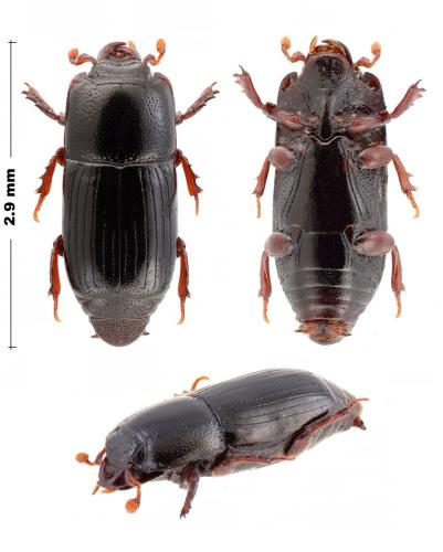Platysoma filiforme
